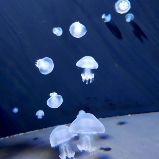 Actualités Actualités - Évènements