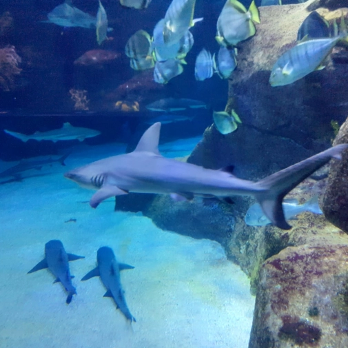 Actualités Actualités - Évènements