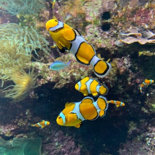 Actualités Actualités - Évènements