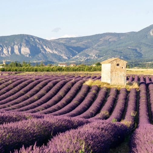 Voyage en Provence - 6èmes