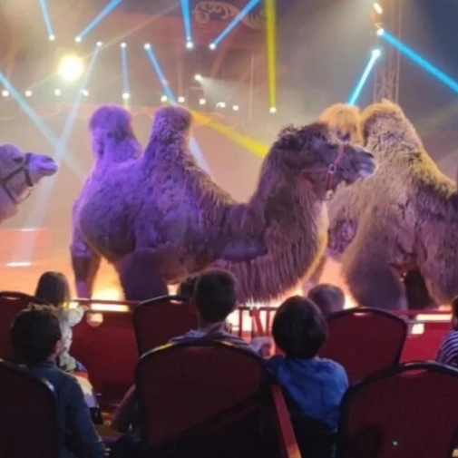 Les maternelles du Pradeau au cirque