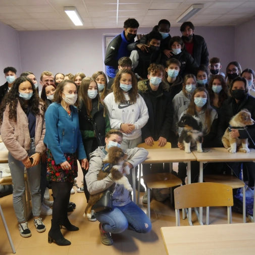 Actions solidaires pour les chiens du silence