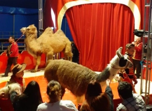 Sortie au cirque